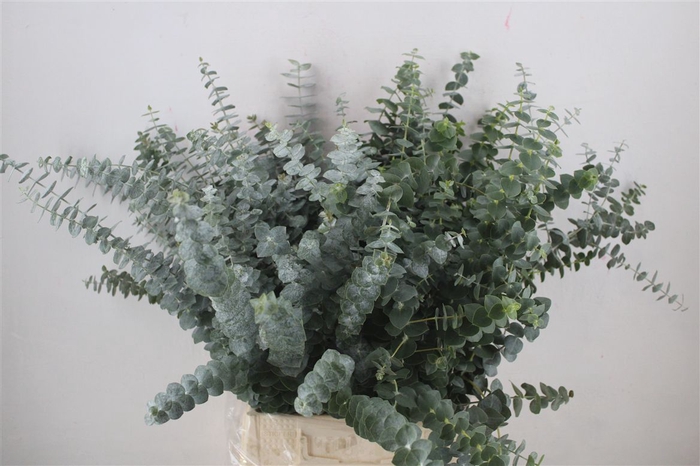 <h4>Euca Baby Blue Short 150gr P Bunch</h4>