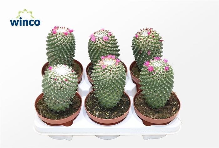 <h4>Mammillaria Toluca</h4>