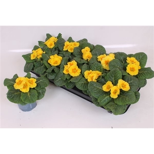 Primula Acaulis P10.5 - Yellow