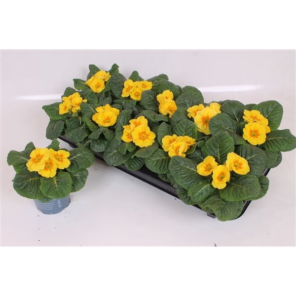 <h4>Primula Acaulis P10.5 - Yellow</h4>