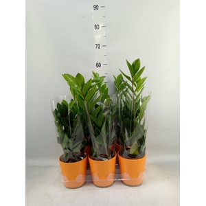 Zamioculcas zamiifolia