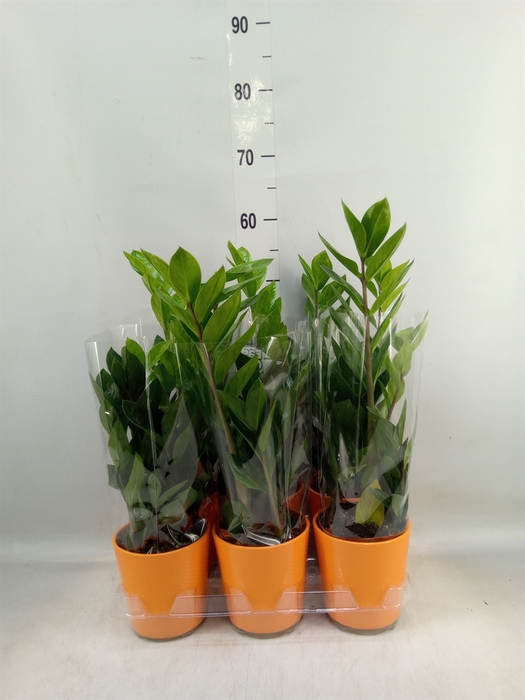<h4>Zamioculcas zamiifolia</h4>