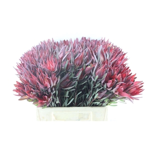 Leucad Sal Blush Single