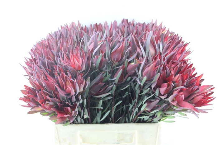 <h4>Leucad Sal Blush Single</h4>
