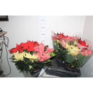 Euphor P Gem In Pot 15+