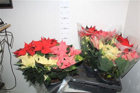 <h4>Euphor P Gem In Pot 15+</h4>