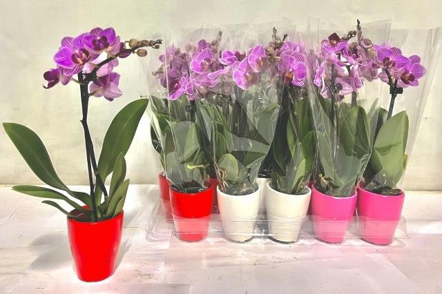 <h4>PHAL MINI</h4>