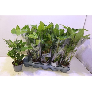 Fatsia Ov