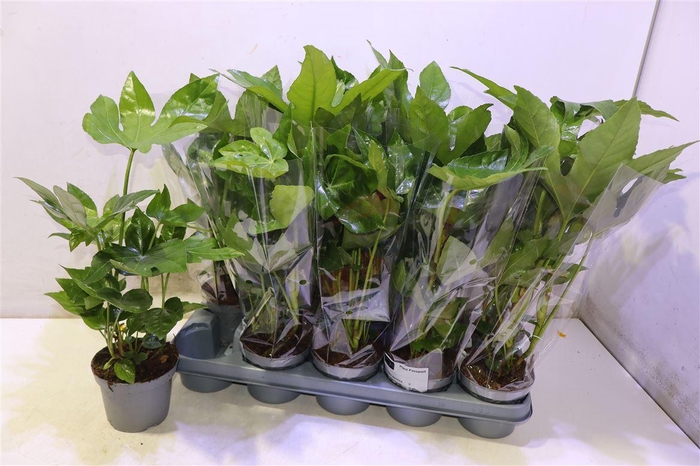 <h4>Fatsia Ov</h4>
