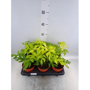 Rhaphidophora tetrasperma