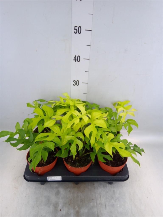 <h4>Rhaphidophora tetrasperma</h4>