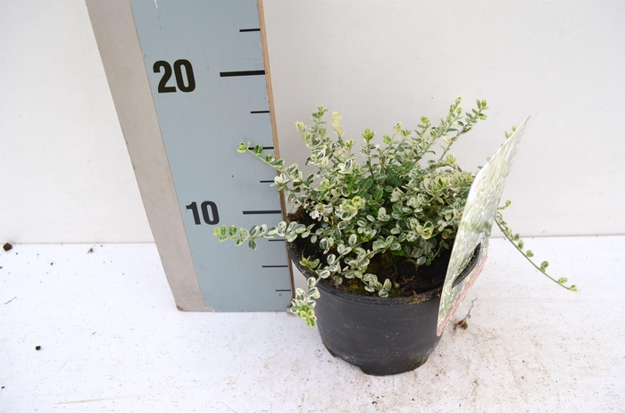 <h4>Euonymus fortunei Silver Carpet</h4>