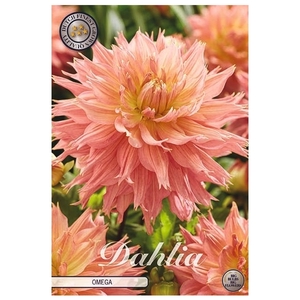 Dahlia Omega x1 l