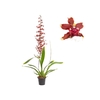 ONCIDIUM AKA BABY RASPBERRY CHOCOLATE P14 MIN 1 HT