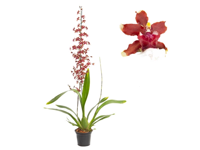 <h4>ONCIDIUM AKA BABY RASPBERRY CHOCOLATE P14 MIN 1 HT</h4>