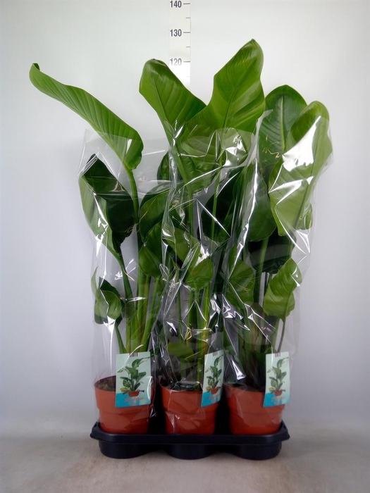 <h4>Strelitzia nicolai</h4>