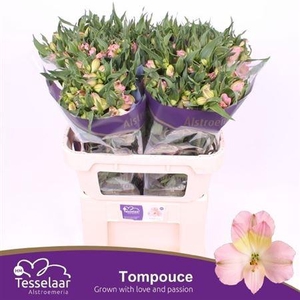 ALSTR TOMPOUCE
