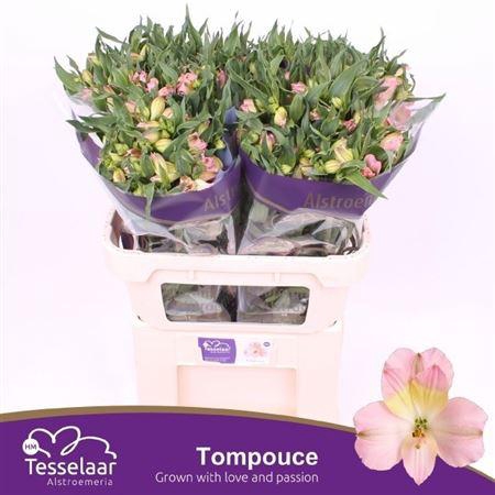 <h4>ALSTR TOMPOUCE</h4>