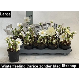 HELL NI WINTER FLEUR