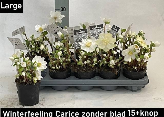 <h4>HELL NI WINTER FLEUR</h4>