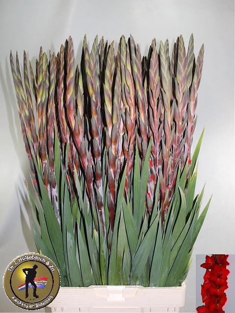 <h4>GLAD GR ROSSINI</h4>