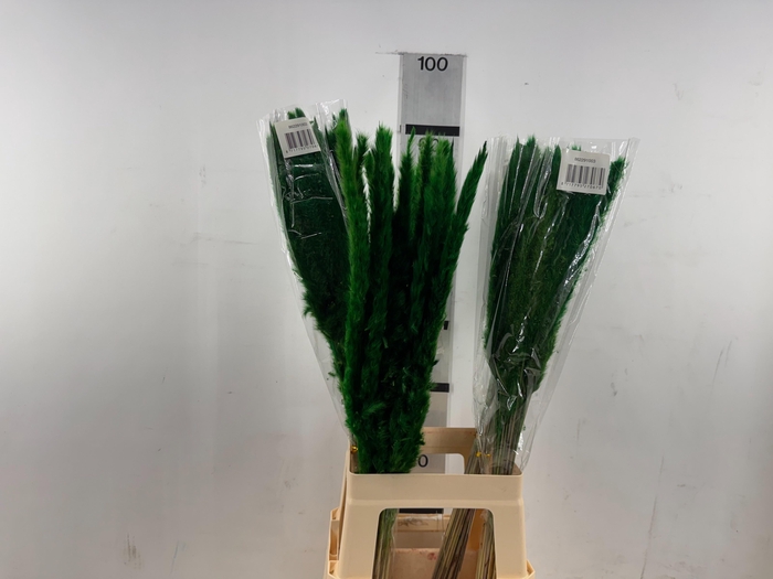 <h4>HUIS EN TUINDECO H%</h4>