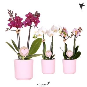 Kolibri Orchids Phalaenopsis mix 2 spike in Simplicity pot pink