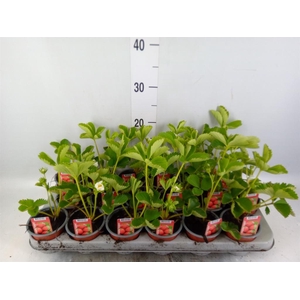 Fragaria   ...