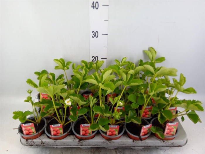 <h4>Fragaria   ...</h4>