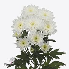 <h4>Chrys sp altaj</h4>