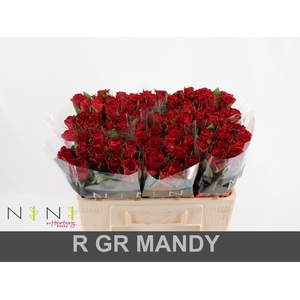 Rosa large mandy