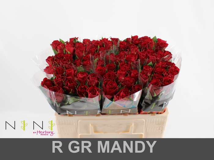 Rosa large mandy