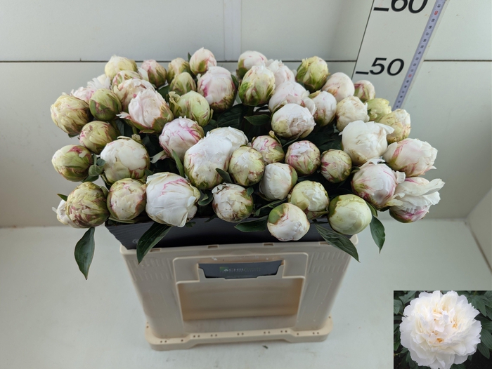 <h4>PAEO L BOWL OF CREAM</h4>