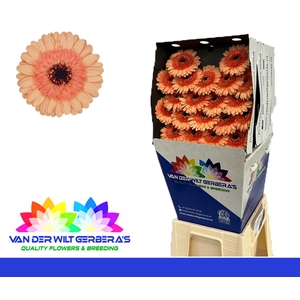 Germini Oreo Diamond