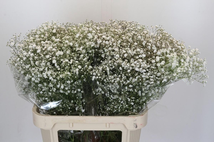 <h4>Gyps Xlence 1000 gr</h4>