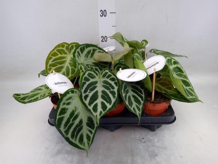 <h4>Anthurium   ...</h4>