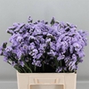 Limonium sinuatum Donau Birds