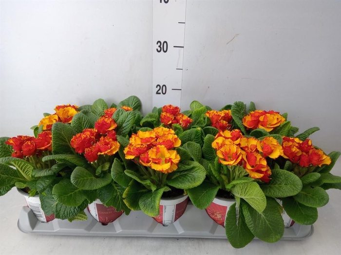 <h4>Primula ac. ...</h4>