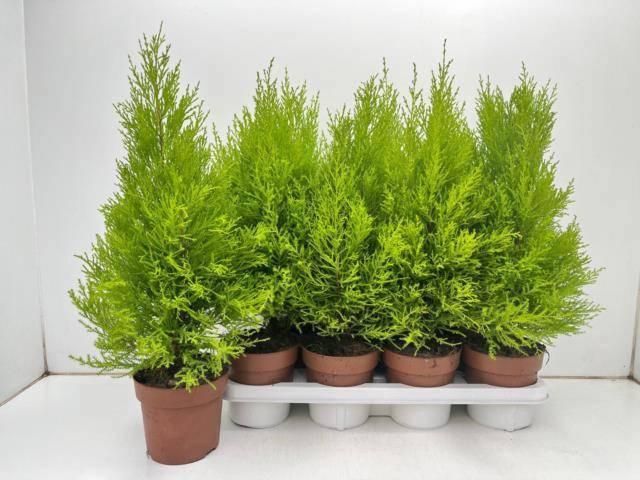 <h4>CUPR MA GOLDC WILMA</h4>