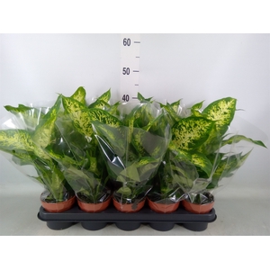 Dieffenbachia  'Compacta'