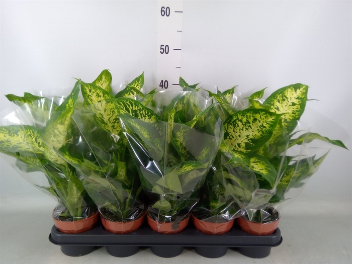<h4>Dieffenbachia  'Compacta'</h4>