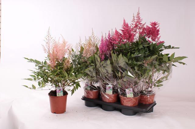 <h4>ASTILB GEM 3 KL</h4>