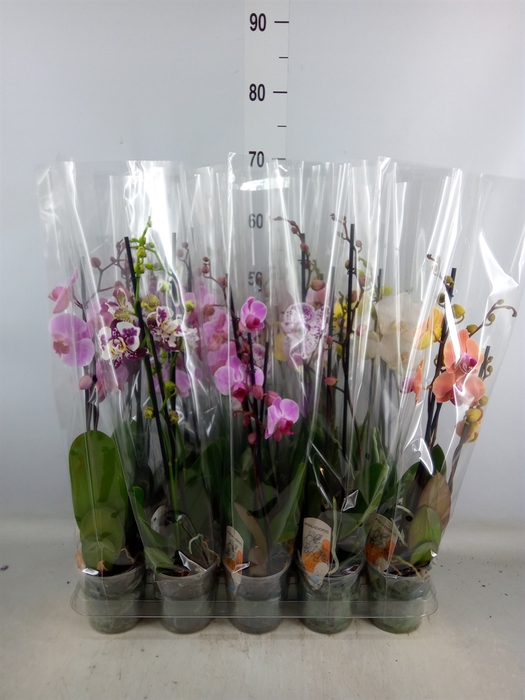 <h4>Phalaenopsis   ...mix  5</h4>