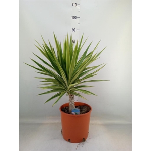 Yucca elephantipes 'Jewel'