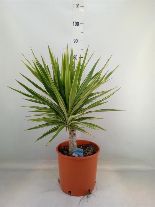 <h4>Yucca elephantipes 'Jewel'</h4>