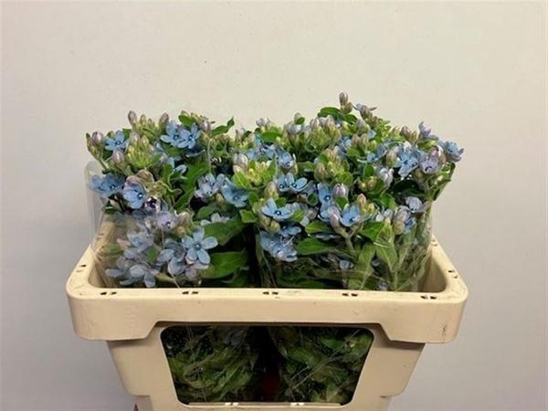 <h4>OXYPETALUM COERULEUM</h4>