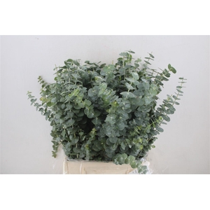 Euca Baby Blue Short 150gr P Bunch