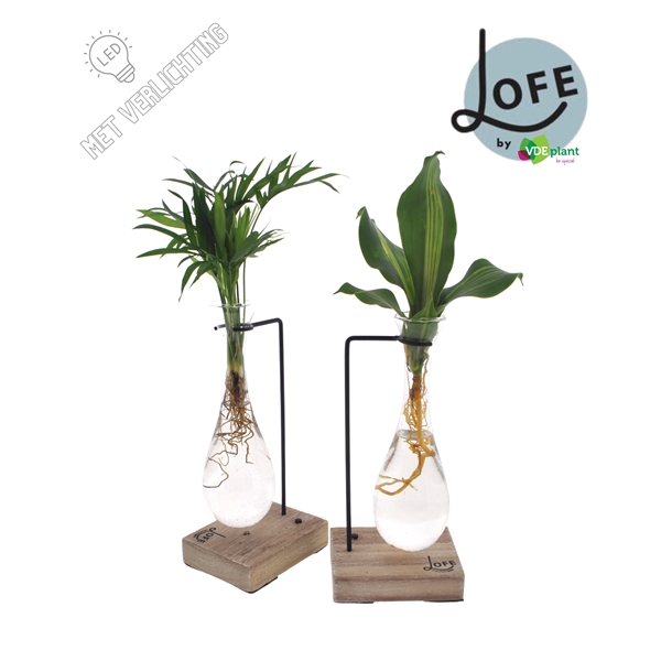 <h4>LOFE | Intenz mix in Hang glas hout- levertijd: 24 uur</h4>