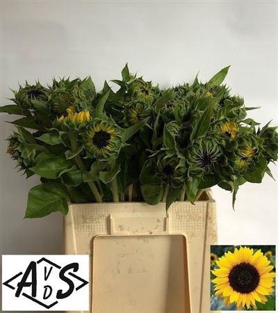 <h4>Helianthus An Sunrich Orange</h4>