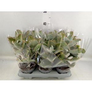 Kalanchoe NF beharensis